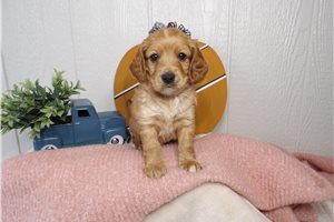 Sheila - puppy for sale