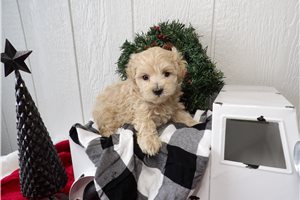 Toby - puppy for sale