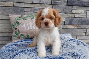 Kayden - Cocker Spaniel for sale