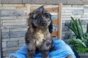 Murphy - Cocker Spaniel for sale
