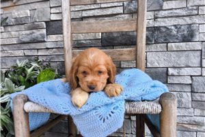 Gerald - Cocker Spaniel for sale