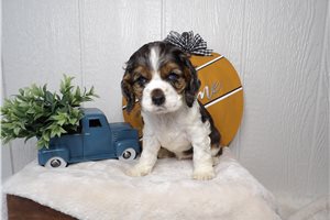 Mckenna - puppy for sale