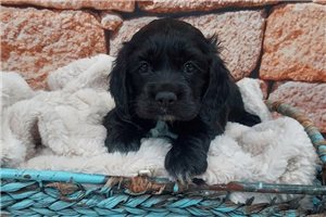 Ivanna - Cocker Spaniel for sale