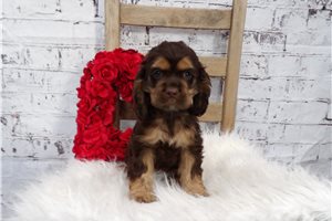 Mateo - Cocker Spaniel for sale