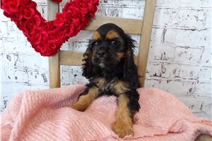 Mila - Cocker Spaniel for sale