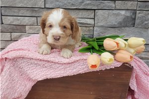 Mabel - Cocker Spaniel for sale