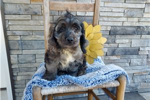 Murphy - Cocker Spaniel for sale