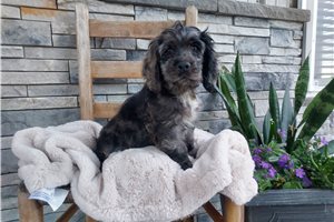 Murphy - Cocker Spaniel for sale