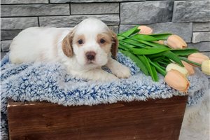 Monty - Cocker Spaniel for sale