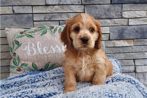Mason - Cocker Spaniel for sale