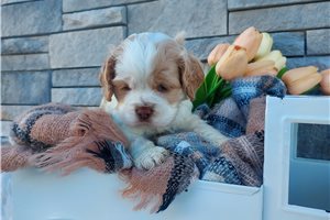 Kayden - puppy for sale