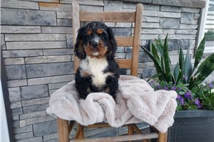 Marshall - Cocker Spaniel for sale