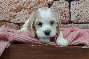 Isabella - puppy for sale
