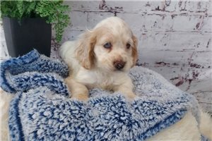 Iker - Cocker Spaniel for sale