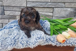 Murphy - puppy for sale