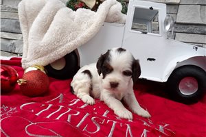 Wren - Cocker Spaniel for sale