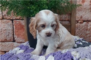 Iris - Cocker Spaniel for sale