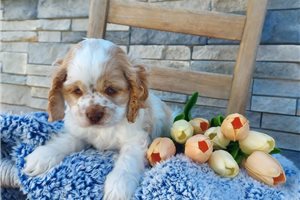 Kayden - Cocker Spaniel for sale
