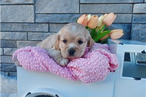 Kinsley - Cocker Spaniel for sale