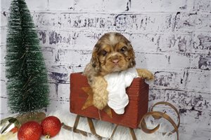 Maria - Cocker Spaniel for sale