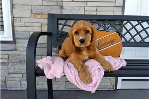 Rosita - Cocker Spaniel for sale