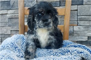 Isaiah - Cocker Spaniel for sale