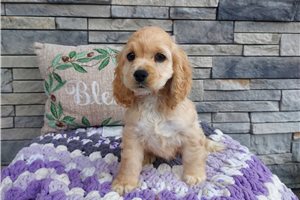 Kinsley - Cocker Spaniel for sale