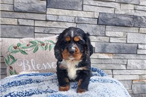 Marshall - Cocker Spaniel for sale