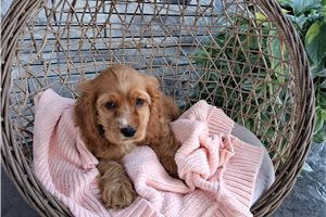 Rosita - Cocker Spaniel for sale