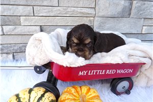 Mercer - puppy for sale