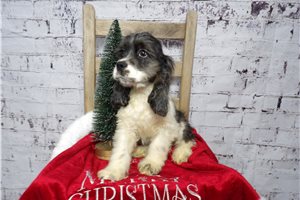 Meyer - Cocker Spaniel for sale