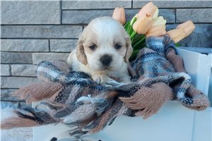 Kingston - puppy for sale