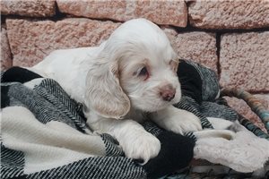Iker - Cocker Spaniel for sale