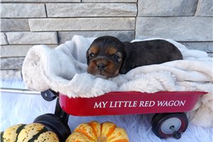 Maya - puppy for sale