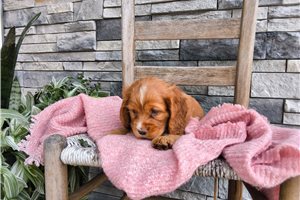 Gail - puppy for sale