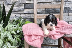 Haley - Cocker Spaniel for sale