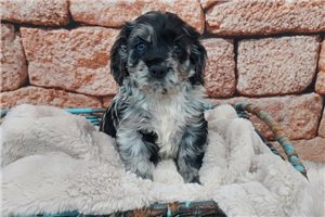 Isaiah - puppy for sale