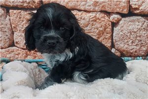 Isaac - Cocker Spaniel for sale