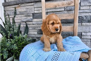 Gerald - Cocker Spaniel for sale