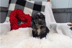 Yoshi - puppy for sale