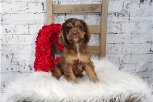Madison - Cocker Spaniel for sale