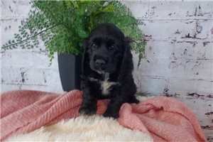 Ivanna - Cocker Spaniel for sale