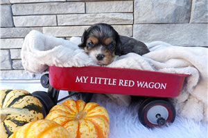 Mateo - puppy for sale