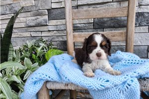 Harper - puppy for sale