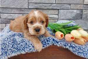 Mason - puppy for sale