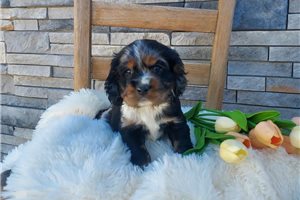 Marshall - Cocker Spaniel for sale