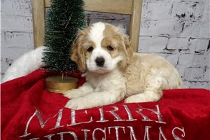 Wally - Cocker Spaniel for sale