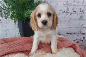 Isabella - Cocker Spaniel for sale