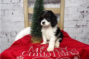 Wednesday - Cocker Spaniel for sale