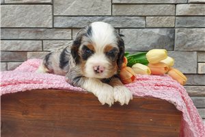 Marigold - puppy for sale